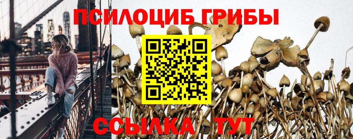 Псилоцибиновые грибы прущие грибы Старая Русса